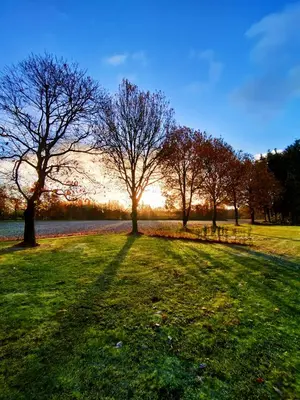 a group of trees in a field with the sun setting at Zen huisje in Turnhout