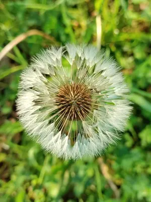 a close up of a white dandelion flower at Zen huisje in Turnhout
