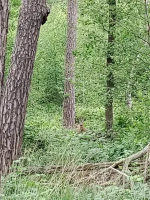a group of trees in a forest with grass at Zen huisje in Turnhout