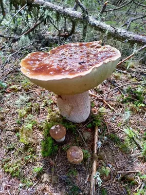 a large mushroom on the ground in the woods at Zen huisje in Turnhout