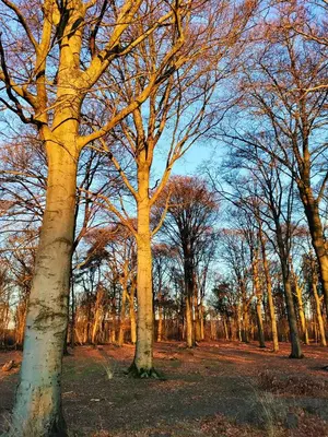 a group of trees standing in a field at Zen huisje in Turnhout