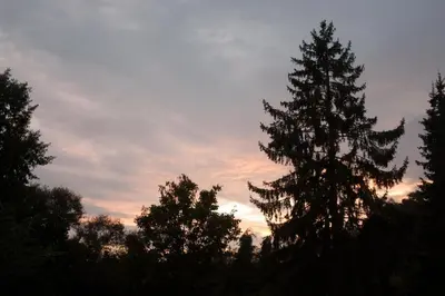 a group of trees with the sky in the background at B&B Moensberg in Brussels