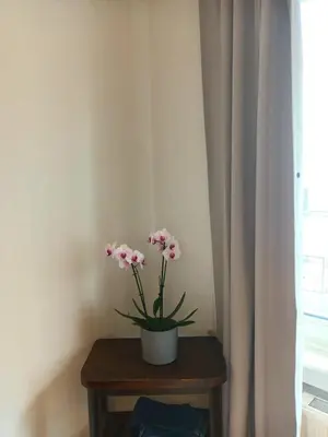 a potted plant on a table next to a window at Beautiful 2 bedroom apartment in Place Flagey bxl in Brussels