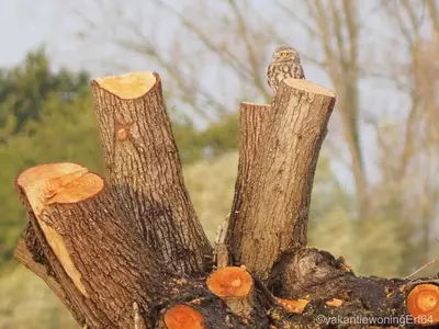 an owl sitting on top of a tree stump at Vakantiewoning Erf64 in Sint-Amands