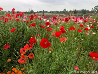 a field of red poppies and other flowers at Vakantiewoning Erf64 in Sint-Amands
