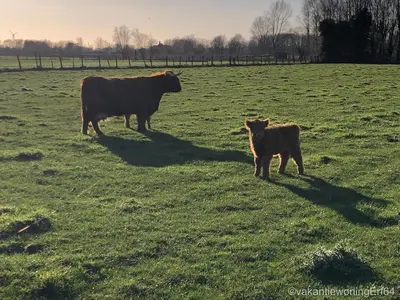 a cow and a calf standing in a field at Vakantiewoning Erf64 in Sint-Amands