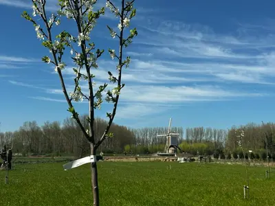 a tree in a field with a windmill in the background at Vakantiewoning Erf64 in Sint-Amands