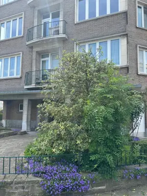 a tree in front of a building with purple flowers at Appartement Ixelles 2 chambres, 3 lits in Brussels