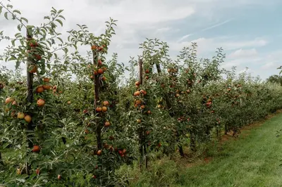 a row of trees filled with lots of oranges at De Logé in Oud-Turnhout