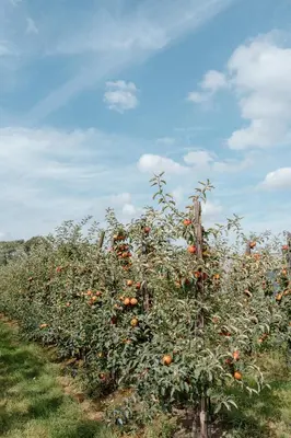 a row of orange trees in a field at De Logé in Oud-Turnhout