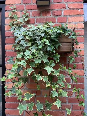 a brick wall with a plant growing on it at Art Studio Leuven in Leuven