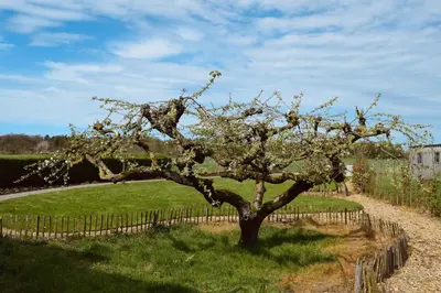 a tree with white flowers on it in a field at Vakantiewoning de Huismus in Oud-Turnhout
