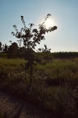 a tree in the middle of a field of grass at Vakantiewoning de Huismus in Oud-Turnhout