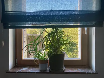 two potted plants sitting on a window sill at Nice flat near Brussels in Dilbeek