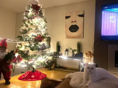 a white cat sitting on a couch in front of a christmas tree at Dreamland in Zaventem