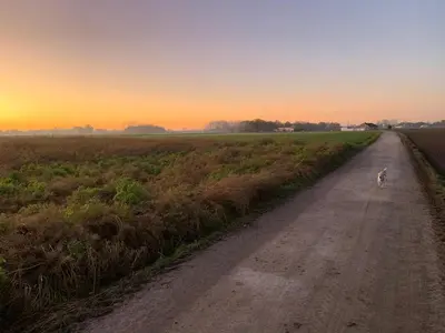 a dog walking down a dirt road at sunset at Casa Rosa Leuven in Herent