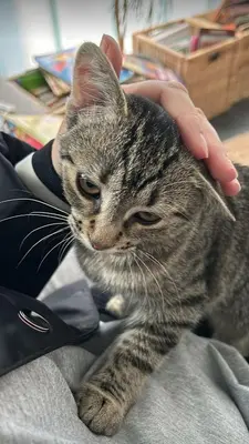 a person petting a cat sitting on a blanket at Lightful architectural house in Ghent