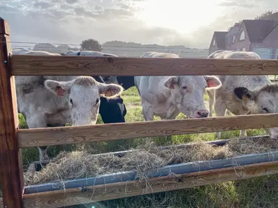 a group of cows standing in a field behind a fence at Kindvriendelijke vakantiewoning Happy Cow-ter in Belsele