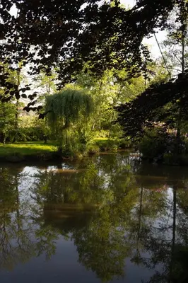 a reflection of a tree in a pond at Unieke chalet aan het water in Lille