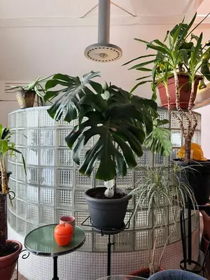 a room filled with potted plants on a table at Le loft des artistes in Brussels