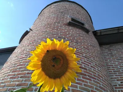 a sunflower on the side of a brick building at B&B Tlekkerbeddeke in Rumst
