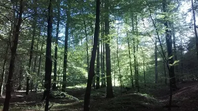 a wooded area with a lot of trees at B&B Tlekkerbeddeke in Rumst