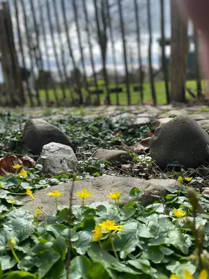 a garden with rocks and yellow flowers on the ground at Trees in Assenede