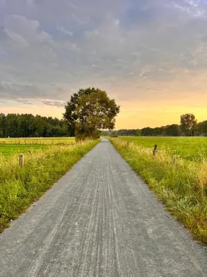 a road in the middle of a field with a tree at B&B near Ghent in Merelbeke