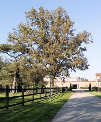 a tree in a field next to a fence at Luxe accomodatie d'einde in Beerse