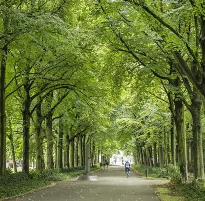 a man riding a bike down a tree lined road at Jacuzzi & free parking at Andries Place in Antwerp