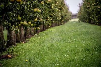 an apple orchard with green apples hanging from trees at Vakantiehoeve Berckelaer in Sint-Gillis-Waas