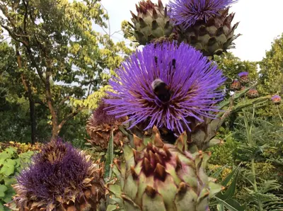a bunch of purple flowers with a bumblebee on them at Entire first floor, kitchen, bathroom, roofterrace, 1 bedroom if max 3 guests or 2 bedrooms if max 5 guests in Buggenhout