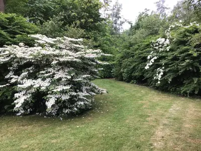 a tree with white flowers in a yard at Entire first floor, kitchen, bathroom, roofterrace, 1 bedroom if max 3 guests or 2 bedrooms if max 5 guests in Buggenhout
