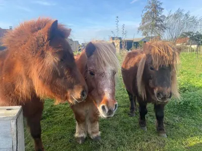 a group of three horses standing in the grass at Memories in Assenede