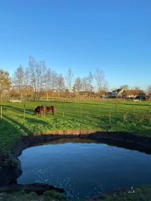 a horse grazing in a field next to a pond at Memories in Assenede