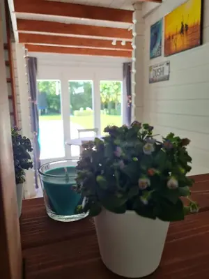 two potted plants are sitting on a table at Cozy tiny house with swimming pool & outdoor sauna in Waasmunster