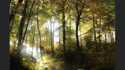 a forest of trees with the sun shining through them at Superb house in absolute calm in Linkebeek