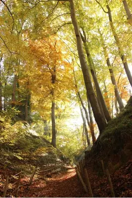 a path in a forest with trees with yellow leaves at Superb house in absolute calm in Linkebeek