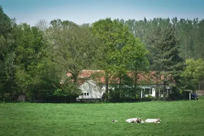 two cows laying in a field in front of a house at Geestmolenhof 2 in Holsbeek