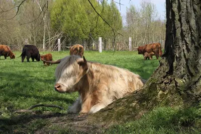 a cow laying in the grass next to a tree at Sheela Farm in Rumst