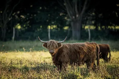 a cow with horns standing in a field at Sheela Farm in Rumst