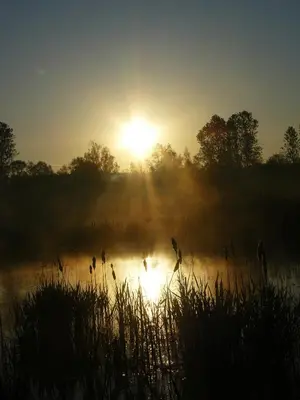a group of birds walking in the water at sunset at Huis van Rooi in Sint-Agatha-Rode