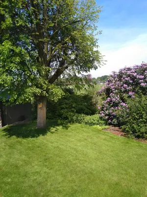a tree in the middle of a yard with flowers at Spelaan in Zottegem