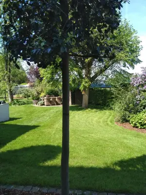 a tree in the middle of a lawn at Spelaan in Zottegem