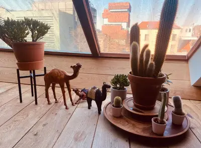 a couple of dogs standing next to cactuses and plants at Cozy & Spacious Duplex with an Amazing Terrace in Antwerp