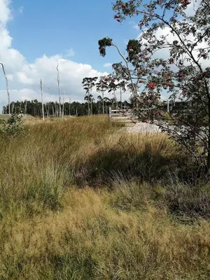 a field of tall grass with trees in the background at Apartment in a villa in Kasterlee