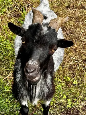 a goat with horns standing in the grass at Le Manoir des Etangs in Etbos