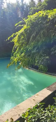 a green body of water with a tree above it at The Secret Garden in Herentals