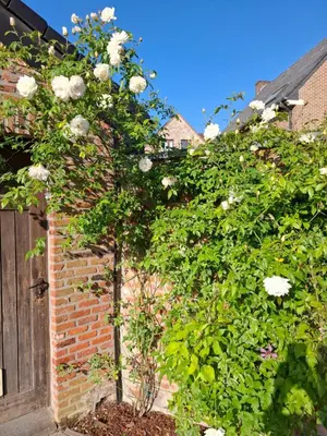 a rose bush in front of a brick wall at Le Loft d'Oli in Overijse