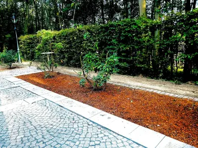 a garden with two plants on a brick sidewalk at Luxury Hotel-Villa Schaffen in Diest